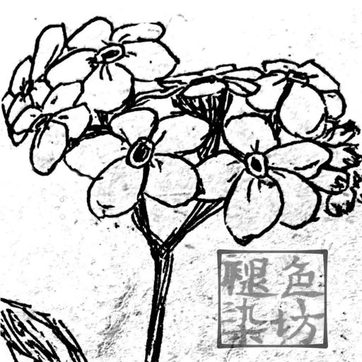 褪色染坊